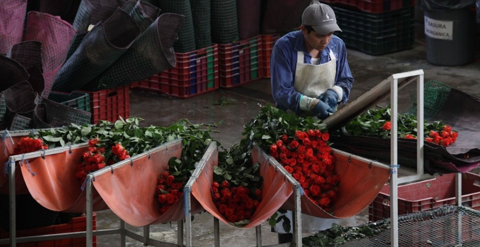 Puebla en los primeros lugares en floricultura